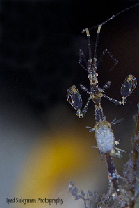 Face to face with a pregnant Skeleton Shrimp by Iyad Suleyman 